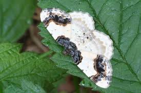 Attēlu rezultāti vaicājumam “Ligdia adustata”