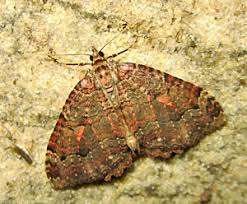 Attēlu rezultāti vaicājumam “Epirranthis diversata imago”