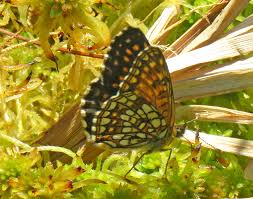 Attēlu rezultāti vaicājumam “Epirranthis diversata upperside”