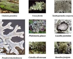 Attēlu rezultāti vaicājumam “Cladonia parasitica”