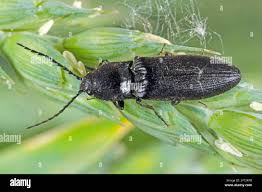 Attēlu rezultāti vaicājumam “Hemicrepidius sp.”
