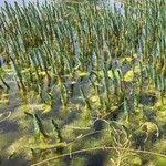 Attēlu rezultāti vaicājumam “Hippuris vulgaris leaf”