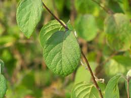 Attēlu rezultāti vaicājumam “Lonicera xylosteum”