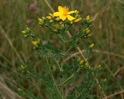 Image result for Hypericum perforatum