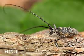 Attēlu rezultāti vaicājumam “Monochamus galloprovincialis”