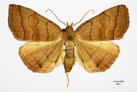 Attēlu rezultāti vaicājumam “Herminia tarsicrinalis”