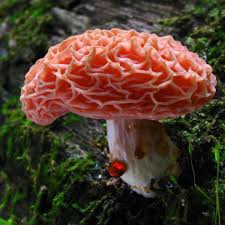 Attēlu rezultāti vaicājumam “Rhodotus palmatus”