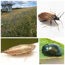 Attēlu rezultāti vaicājumam “Adelphocoris seticornis”