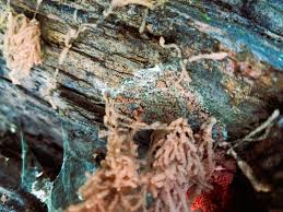 Attēlu rezultāti vaicājumam “Heterotrichia oerstedii (syn. Arcyria oerstedii)”