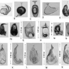 Attēlu rezultāti vaicājumam “Comatricha pulchella spores”