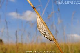 Attēlu rezultāti vaicājumam “Zygaena cocoon”