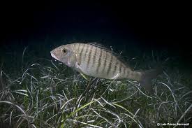 Image result for Lithognathus mormyrus