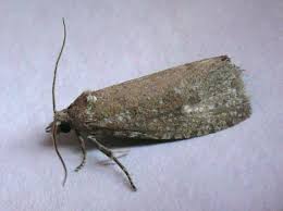 Attēlu rezultāti vaicājumam “Epiblema grandaevana”