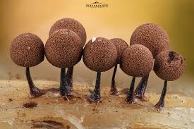 Attēlu rezultāti vaicājumam “Enerthenema papillatum”