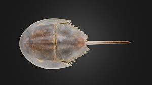 Image result for Limulus polyphemus