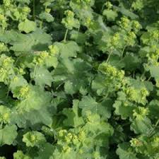 Image result for Alchemilla vulgaris