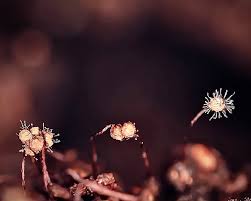 Attēlu rezultāti vaicājumam “Cribraria splendens macro”