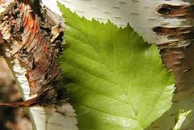 Attēlu rezultāti vaicājumam “Betula papyrifera leaf”