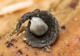 Attēlu rezultāti vaicājumam “Phronia sp.”