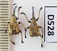 Attēlu rezultāti vaicājumam “Attelabidae”