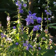 Image result for Campanula americana
