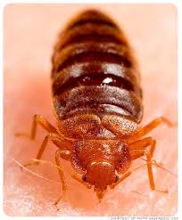 Image result for bed bugs