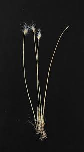 Attēlu rezultāti vaicājumam “Trichophorum alpinum fruit”