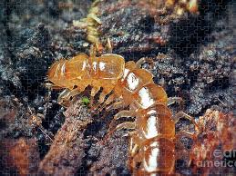 Attēlu rezultāti vaicājumam “Lithobius forficatus”