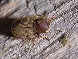 Attēlu rezultāti vaicājumam “Priobium carpini”