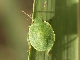 Attēlu rezultāti vaicājumam “Palomena prasina”