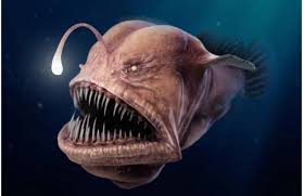 Image result for ikan