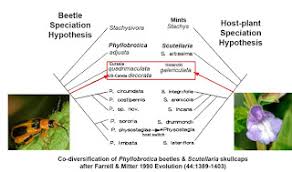 Attēlu rezultāti vaicājumam “Phyllobrotica quadrimaculata”