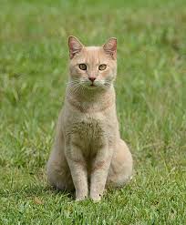 Attēlu rezultāti vaicājumam “Felis silvestris catus”