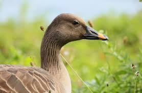 Attēlu rezultāti vaicājumam “Anser serrirostris”