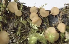 Attēlu rezultāti vaicājumam “Hymenoscyphus imberbis”