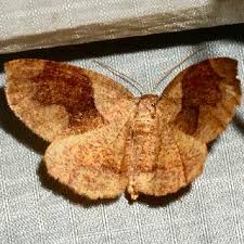 Attēlu rezultāti vaicājumam “Plagodis pulveraria”