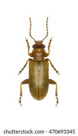 Attēlu rezultāti vaicājumam “Orsodacne cerasi”