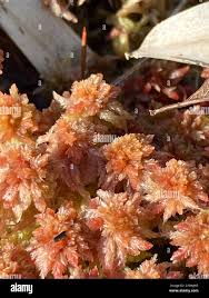 Attēlu rezultāti vaicājumam “Sphagnum magellanicum”