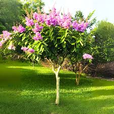 Image result for Lagerstroemia