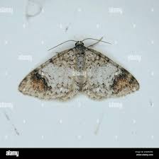 Attēlu rezultāti vaicājumam “Venusia blomeri”