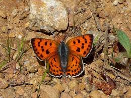 Attēlu rezultāti vaicājumam “Lycaena alciphron”