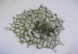 Attēlu rezultāti vaicājumam “Blasia pusilla sporophyte”