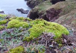 Attēlu rezultāti vaicājumam “Syntrichia ruralis var. ruralis sporophyte”