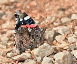 Attēlu rezultāti vaicājumam “Vanessa atalanta underside”