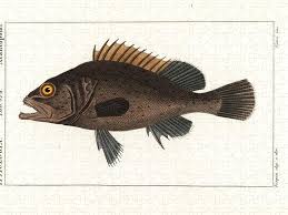 Image result for Mycteroperca bonaci