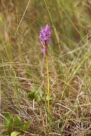 Attēlu rezultāti vaicājumam “Dactylorhiza russowii”