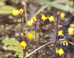 Attēlu rezultāti vaicājumam “Utricularia vulgaris leaf”