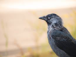 Attēlu rezultāti vaicājumam “Corvus monedula adult”