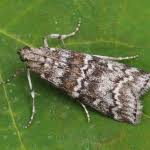 Attēlu rezultāti vaicājumam “Dioryctria abietella”