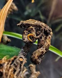 Attēlu rezultāti vaicājumam “Reptilia”